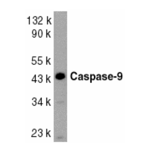 Caspase-9 (I20) antibody