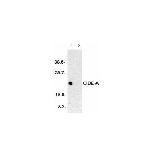 CIDE-A (C-Terminus) antibody