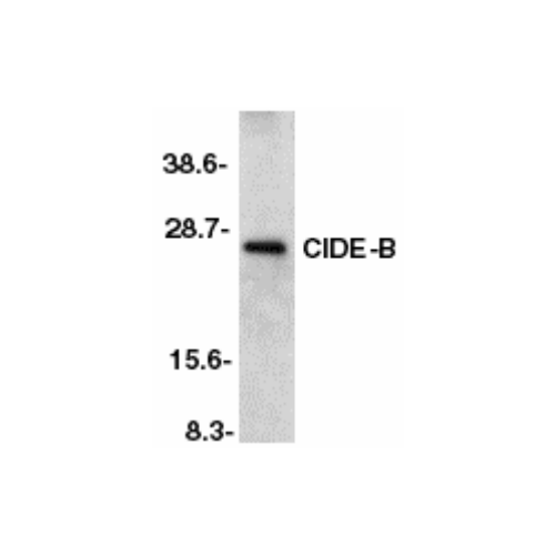 CIDE-B (C-Terminus) antibody