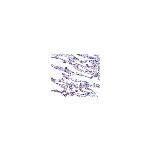 CIKS/Act1 (C-Terminus) antibody