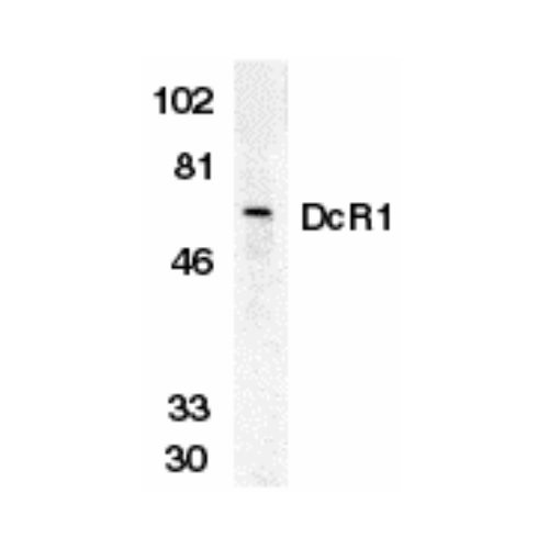 DcR1 (Extracellular Domain) antibody
