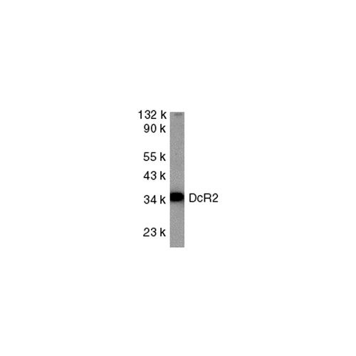 DcR2 antibody