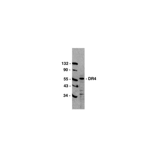 DR4 (C-Terminus) antibody