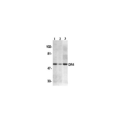 DR4 (N-Terminus) antibody