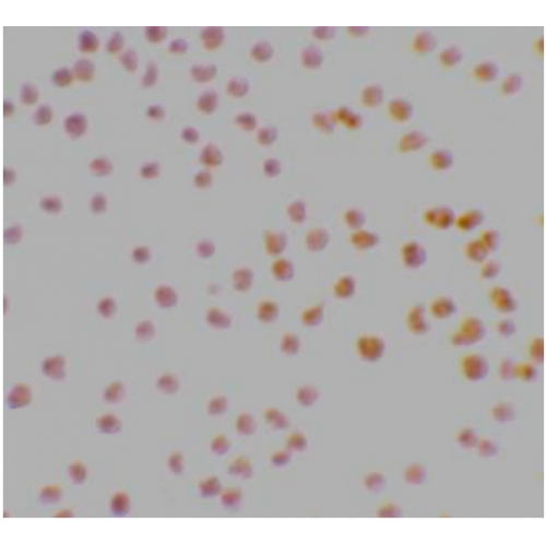 DRAK1 (N-Terminus) antibody