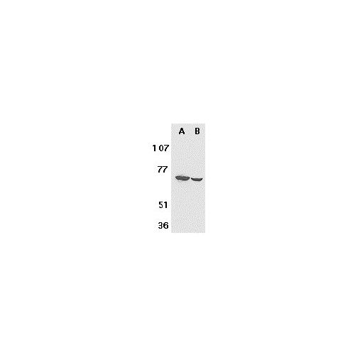 F1A alpha (C-Terminus) antibody