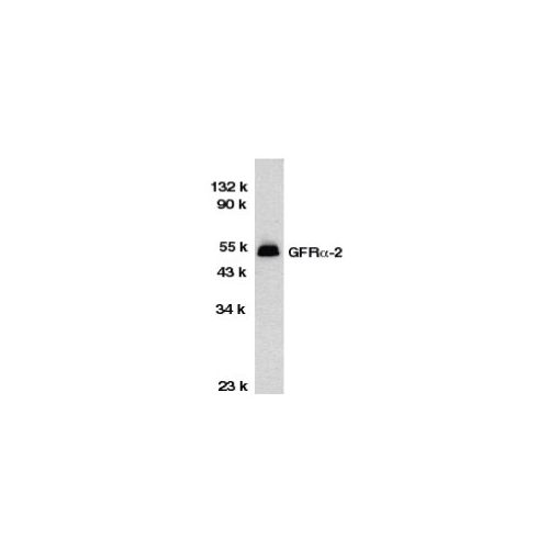 GFR alpha-2 antibody