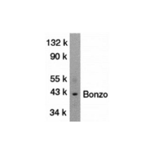 HIV Co-Receptor Bonzo (C-Terminus) antibody