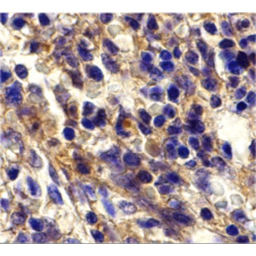 HIV Co-Receptor Bonzo (N-Terminus) antibody