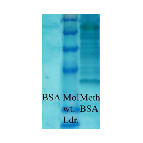 Methylated Lysine antibody