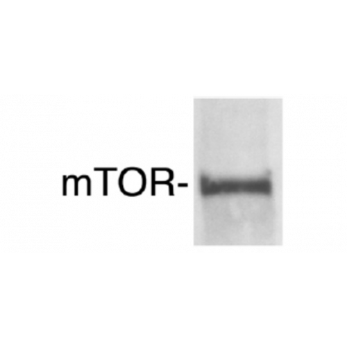 mTOR antibody