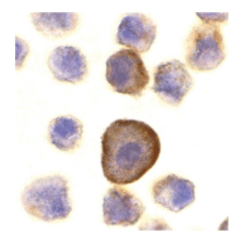 PERP antibody