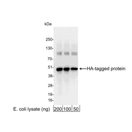 HA-Tag antibody