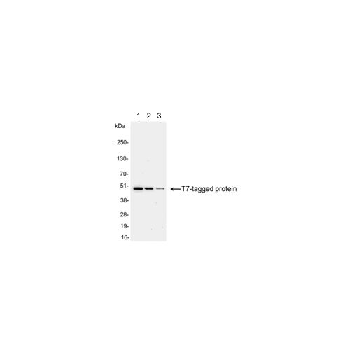 T7-Tag antibody