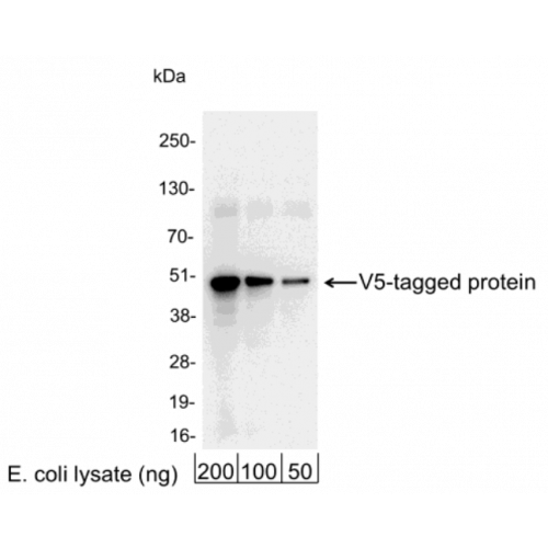 V5-Tag antibody