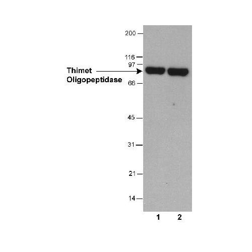 Thimet Oligopeptidase antibody (4D6)