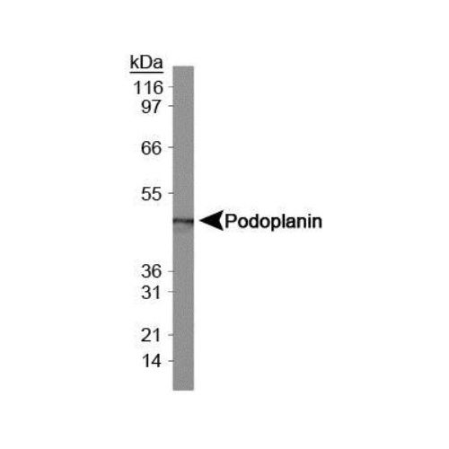 Podoplanin antibody (8.1.1)