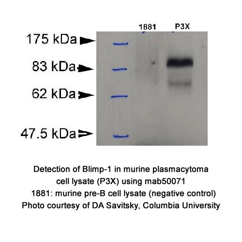 Blimp-1 antibody (3H2-E8)