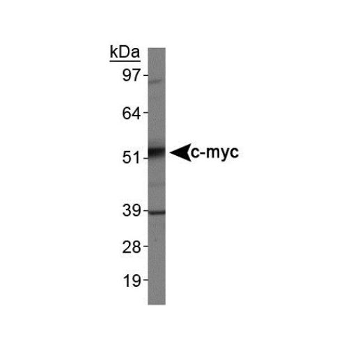 c-Myc antibody (9E10)