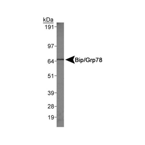 GRP78 antibody