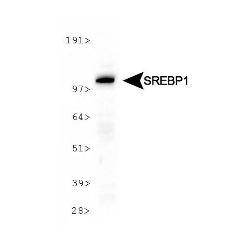 SREBP-1 antibody