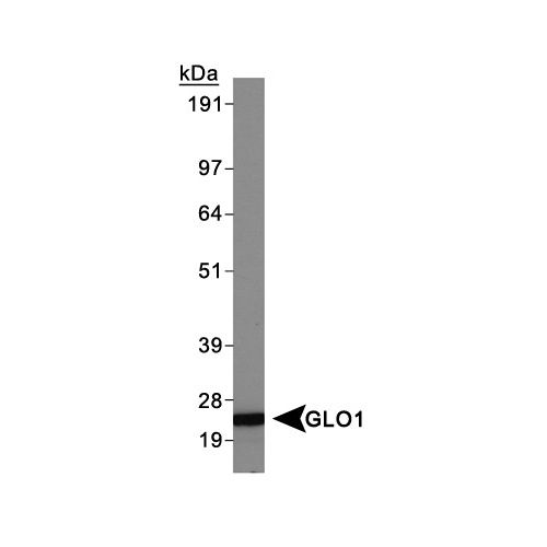GLO1 antibody (Glo1a)