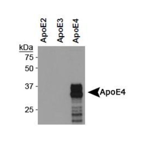 ApoE4 antibody