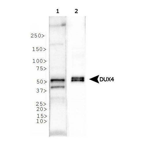 Double homeobox protein 4 antibody