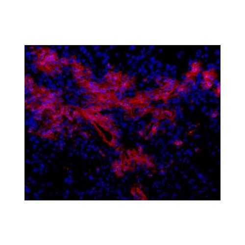 Oval Cell Marker antibody (OC2-3C5)