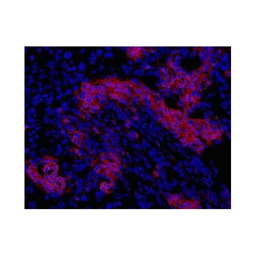 Oval Cell Marker antibody (OC2-2A6)