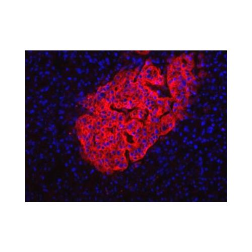 HPi2 antibody (HIC1-2B4.2B)