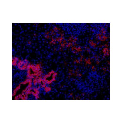 Oval Cell Marker antibody (OC2-2F3)