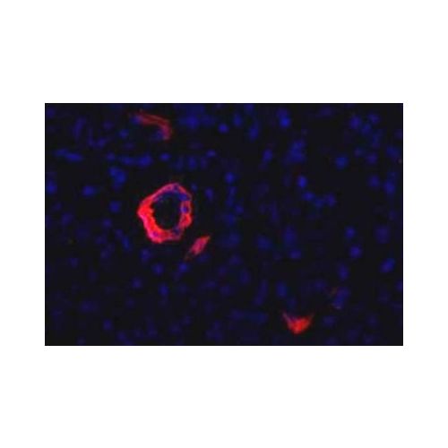 HPd1 antibody (DHIC2-4A10)