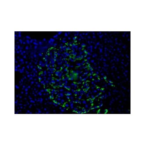 HPa1 antibody (DHIC2-2C12)