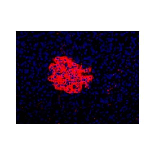 HPi3 antibody (HIC1-7H10)
