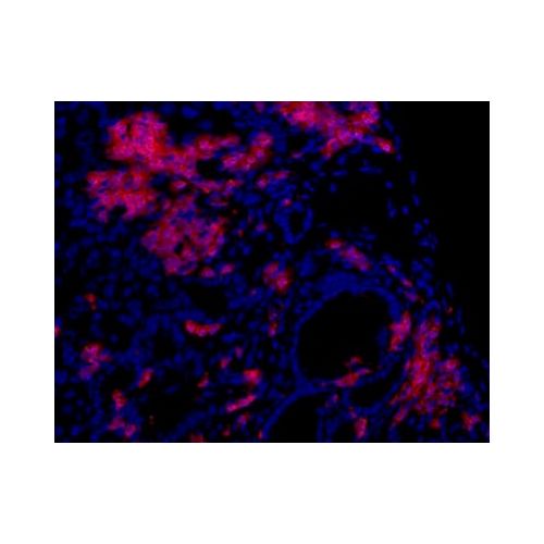 Oval Cell Marker antibody (OC2-6E10)