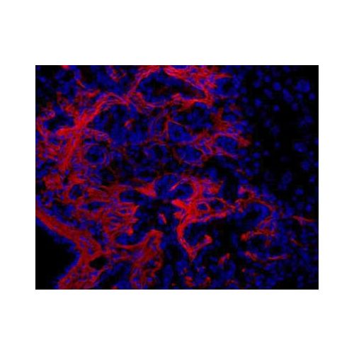 Oval Cell Marker antibody (OC2-1C6)