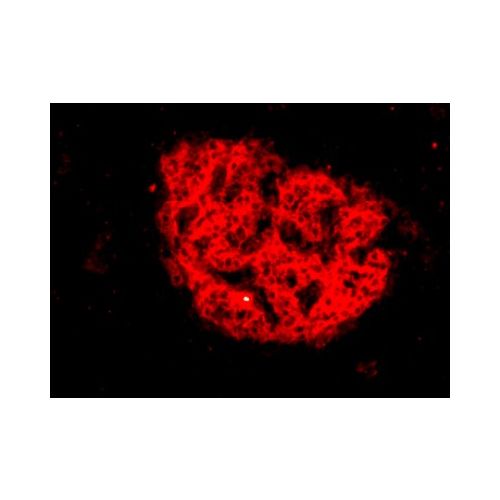 HPi4 antibody (HIC1-5F10)
