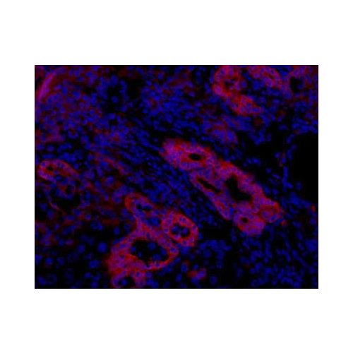 Oval Cell Marker antibody (OC2-1D11)