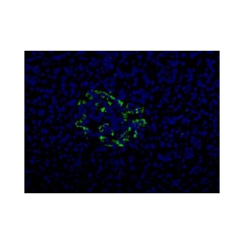 HPa2 antibody (DHIC2-2B4)