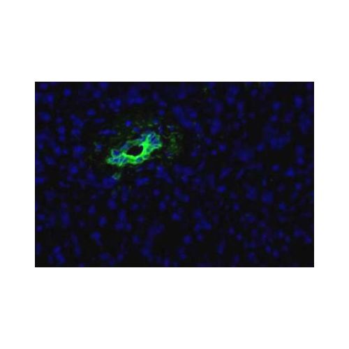 HPd2 antibody (DHIC2-5H10)