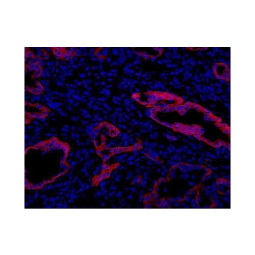 Oval Cell Marker antibody (MIC1-1C3)