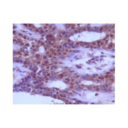 Beclin-1 antibody