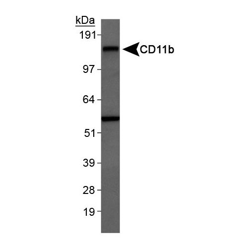 CD11b antibody