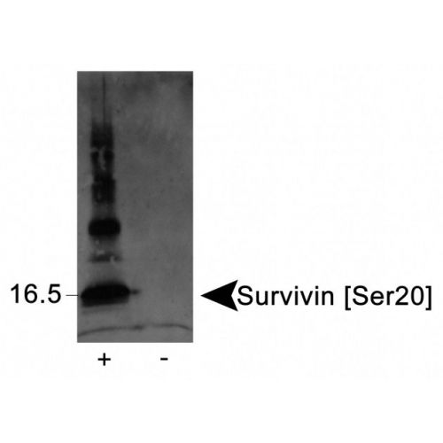 Survivin [p Ser20] antibody