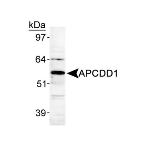 APCDD1 antibody