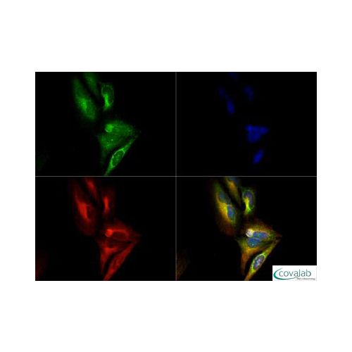 PDHE1 alpha [p Ser293] antibody
