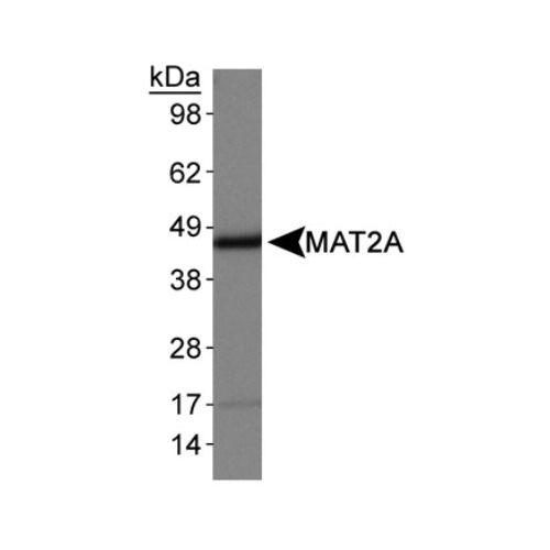MAT2A antibody