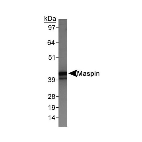 MASPIN antibody