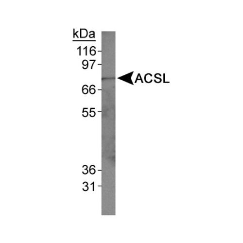 Acyl-CoA synthetase 1 (ACS1) antibody